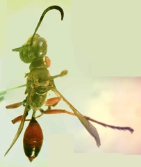 Sphex dorsalis