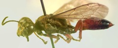 Sphex dorsalis