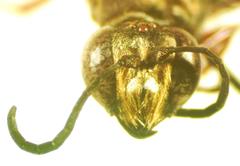 Sphex dorsalis