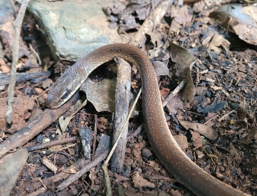 Photo of a Brazilian Woodland Racer (Drymoluber brazili)