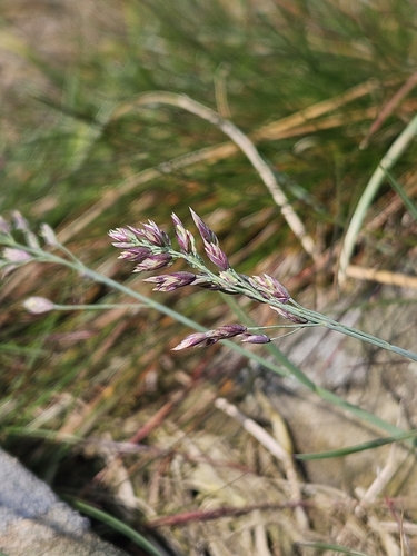 Poa laxa observed 2026-08-02