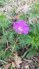 Geranium sanguineum