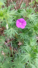 Geranium sanguineum