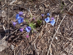 Pulmonaria angustifolia