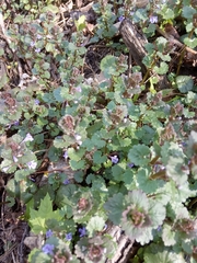 Glechoma hederacea