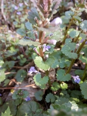 Glechoma hederacea