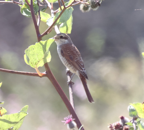 Red-backed Shrike