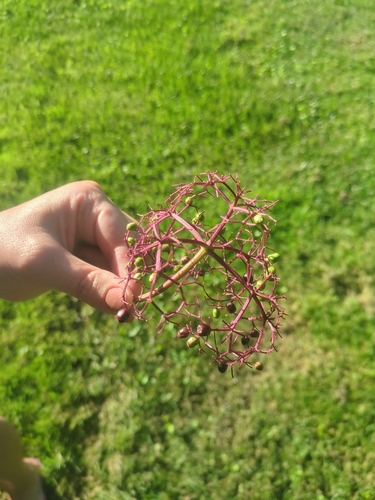 American black elderberry