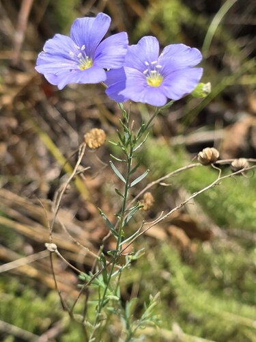 Linum austriacum, photograph 5