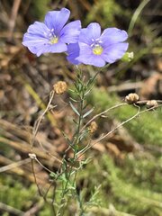 Linum austriacum, photograph (c) Сергей Голубев, some rights reserved (CC BY)