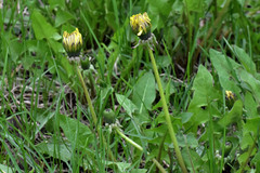 Taraxacum officinale