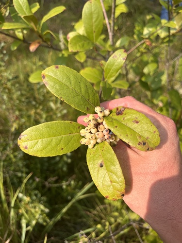 Viburnum nudum, photograph 5