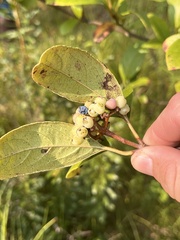Viburnum nudum, photograph (c) Cody Stricker, some rights reserved (CC BY)
