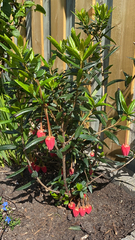 Crinodendron hookerianum