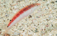 Suezichthys arquatus