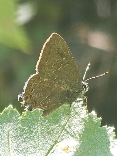 Striped Hairstreak