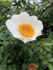 Rosa bracteata