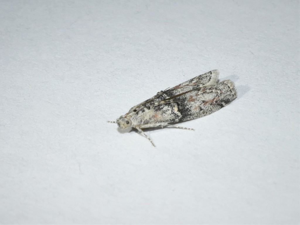 Merulempista brucella