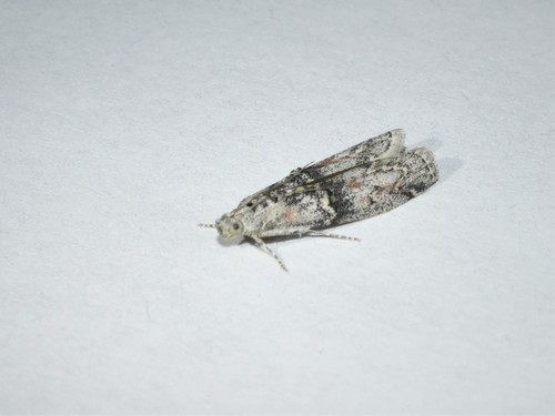 Merulempista brucella