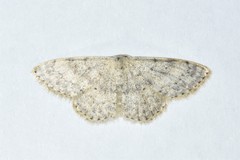 Scopula beckeraria