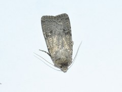 Rhyacia simulans