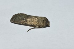 Rhyacia simulans