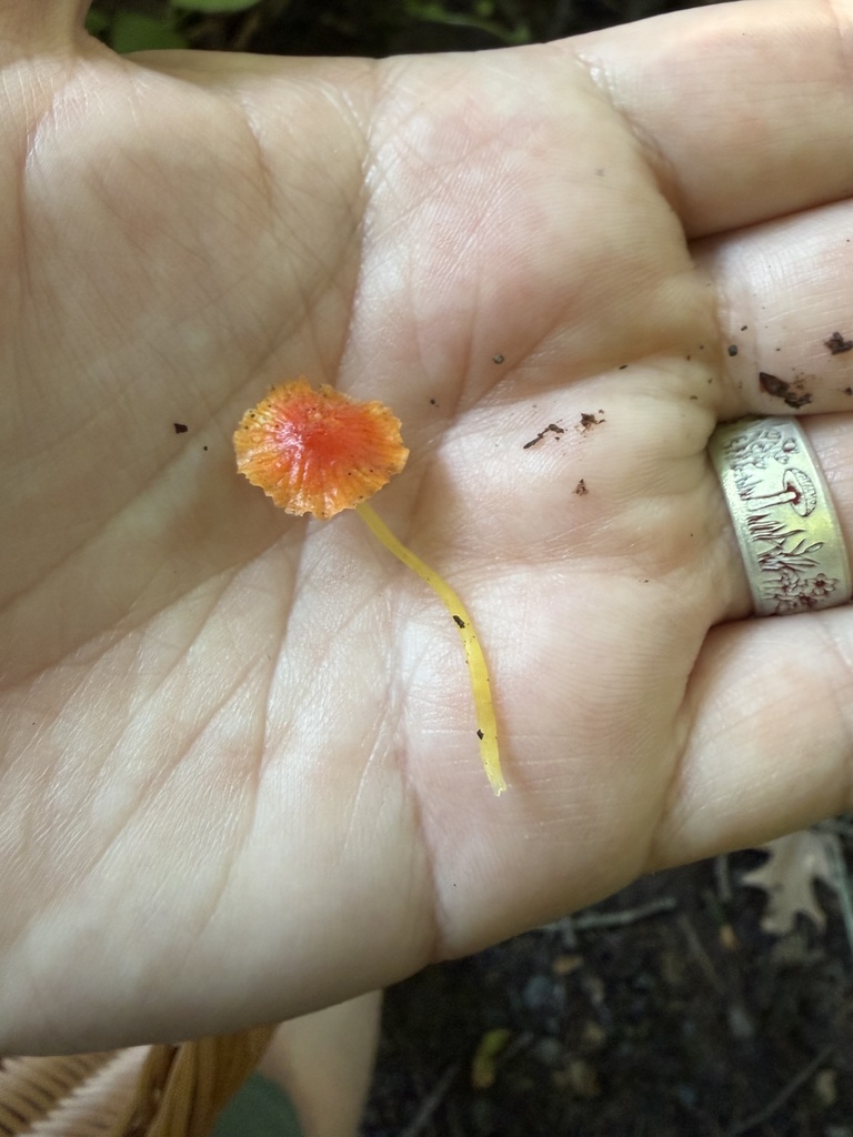 orange bonnet · August 2026 · photo: Photo: (c) Julie Travaglini, some rights reserved (CC BY) · iNaturalist