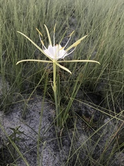 Hymenocallis palmeri