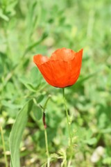 Roemeria refracta