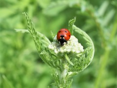 Coccinella septempunctata