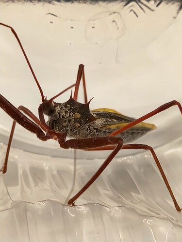 Heza binotata