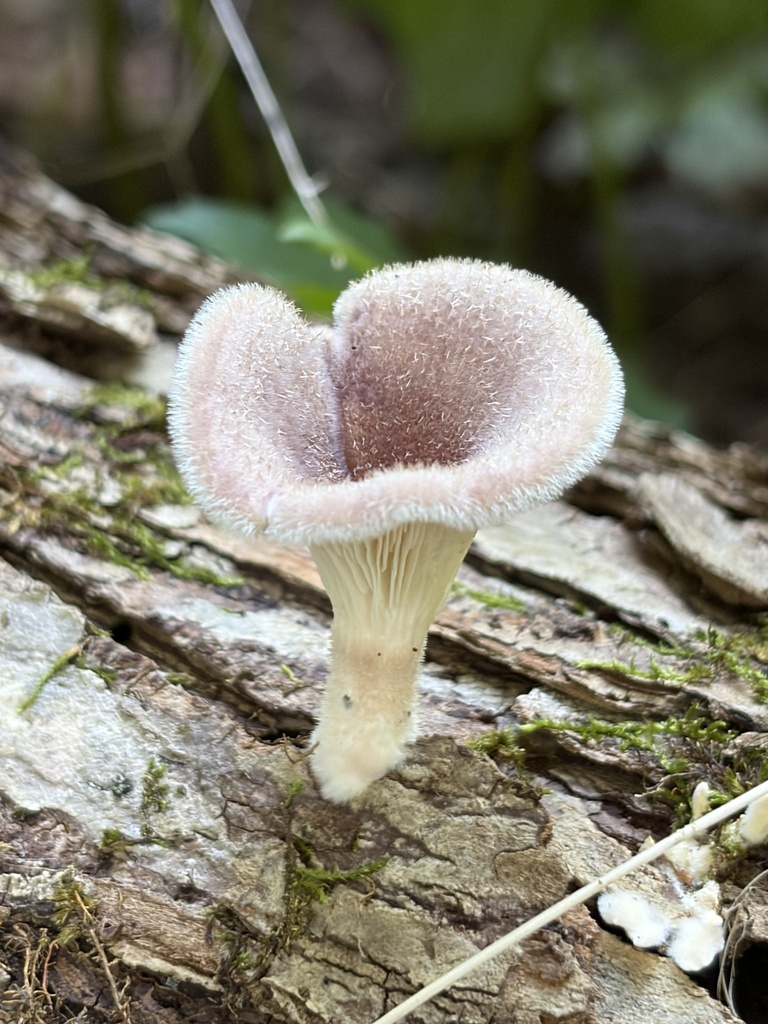 Hairy Oyster Mushroom · August 2026 · photo: Photo: (c) Julie Travaglini, some rights reserved (CC BY) · iNaturalist
