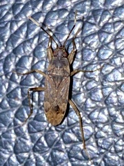 Elasmolomus squalidus