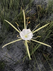 Hymenocallis palmeri