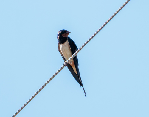 Barn Swallow