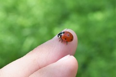 Coccinella septempunctata