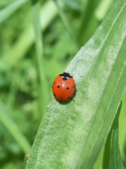 Coccinella septempunctata