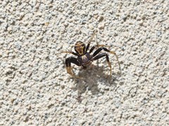 Xysticus pseudocristatus