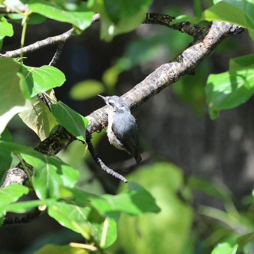 Red-breasted Nuthatch