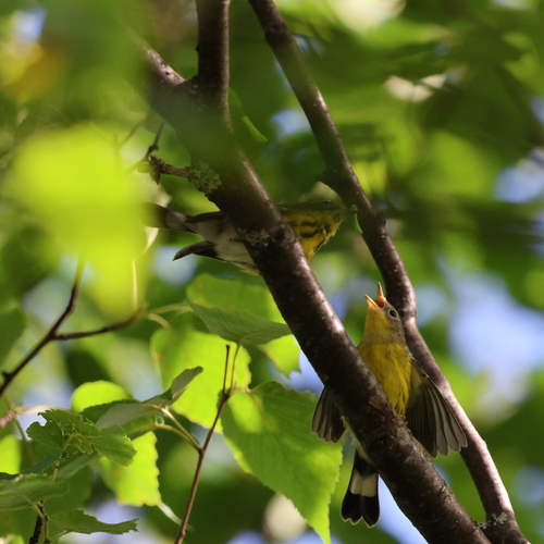Magnolia Warbler