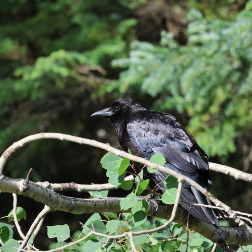 American Crow