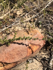 Aspalathus retroflexa retroflexa