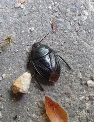 Macroscytus japonensis