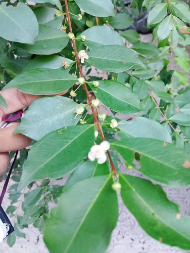 Eugenia punicifolia, 2026-07-30