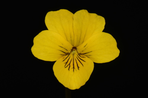 Viola praemorsa, photograph 4