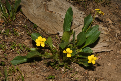 Viola praemorsa