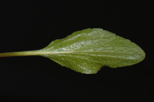 Viola praemorsa, photograph 3