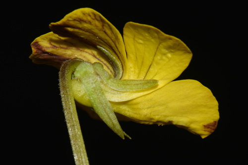 Viola praemorsa, photograph 1