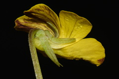 Viola praemorsa, photograph (c) Brian Finzel, some rights reserved (CC BY-SA)