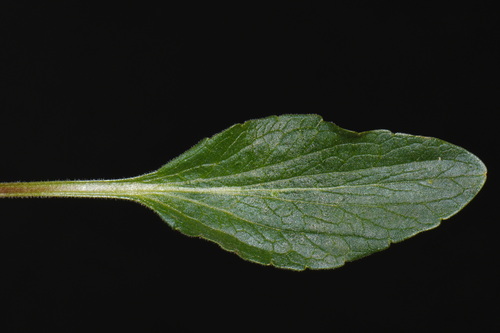 Viola praemorsa, photograph 2